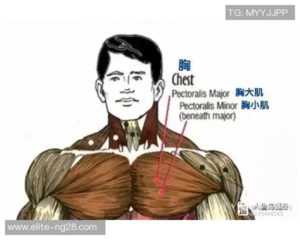 选择适合你的哑铃重量练胸大肌的最佳指南与建议 选择适合你的哑铃重量练胸大肌的最佳指南与建议